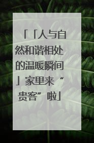 「人与自然和谐相处的温暖瞬间」家里来“贵客”啦