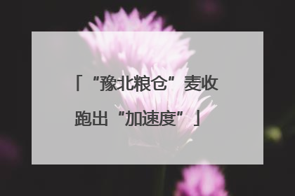 “豫北粮仓”麦收跑出“加速度”