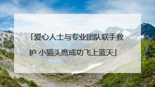 爱心人士与专业团队联手救护 小猫头鹰成功飞上蓝天