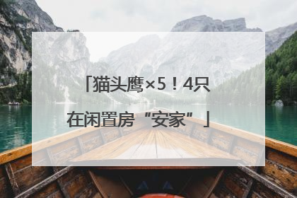 猫头鹰×5！4只在闲置房“安家”