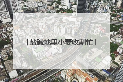 盐碱地里小麦收割忙