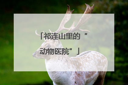 祁连山里的“动物医院”