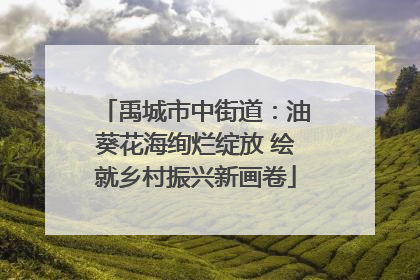 禹城市中街道：油葵花海绚烂绽放 绘就乡村振兴新画卷