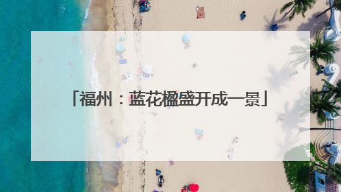 福州：蓝花楹盛开成一景
