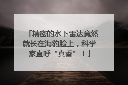 精密的水下雷达竟然就长在海豹脸上，科学家直呼“真香”！