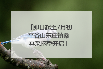 即日起至7月初 平谷山东庄镇桑葚采摘季开启