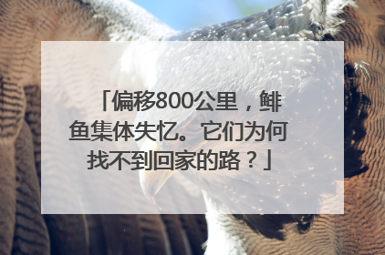 偏移800公里，鲱鱼集体失忆。它们为何找不到回家的路？