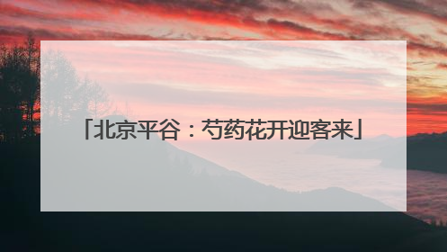 北京平谷：芍药花开迎客来