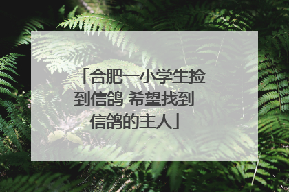 合肥一小学生捡到信鸽 希望找到信鸽的主人