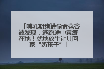 哺乳期猪獾偷食苞谷被发现，逃跑途中累瘫在地！就地放生让其回家“奶孩子”