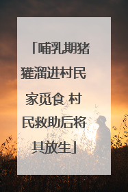 哺乳期猪獾溜进村民家觅食 村民救助后将其放生