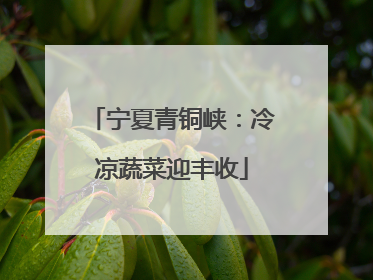 宁夏青铜峡：冷凉蔬菜迎丰收