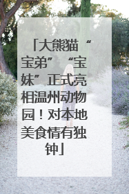 大熊猫“宝弟”“宝妹”正式亮相温州动物园！对本地美食情有独钟