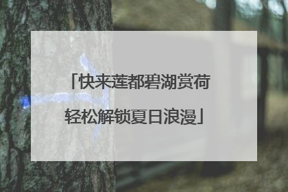 快来莲都碧湖赏荷 轻松解锁夏日浪漫