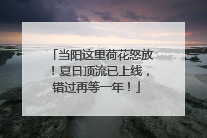 当阳这里荷花怒放！夏日顶流已上线，错过再等一年！