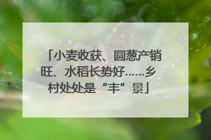 小麦收获、圆葱产销旺、水稻长势好……乡村处处是“丰”景