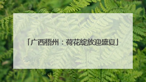 广西梧州：荷花绽放迎盛夏