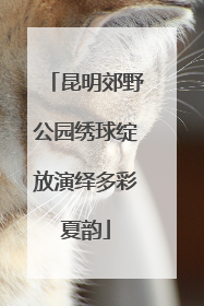 昆明郊野公园绣球绽放演绎多彩夏韵