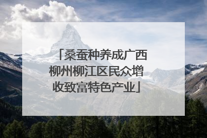 桑蚕种养成广西柳州柳江区民众增收致富特色产业