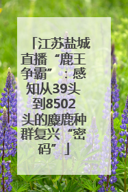 江苏盐城直播“鹿王争霸”：感知从39头到8502头的麋鹿种群复兴“密码”