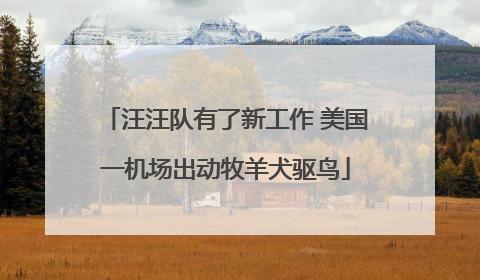 汪汪队有了新工作 美国一机场出动牧羊犬驱鸟