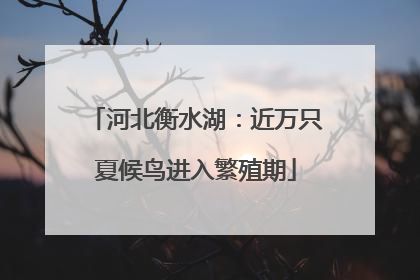 河北衡水湖：近万只夏候鸟进入繁殖期