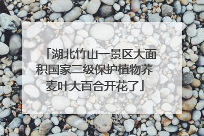 湖北竹山一景区大面积国家二级保护植物荞麦叶大百合开花了