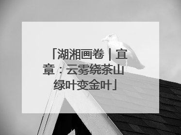 湖湘画卷｜宜章：云雾绕茶山 绿叶变金叶