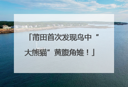 莆田首次发现鸟中“大熊猫”黄腹角雉！