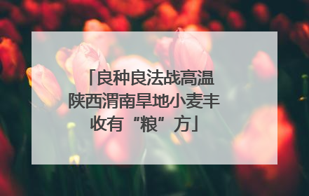 良种良法战高温 陕西渭南旱地小麦丰收有“粮”方