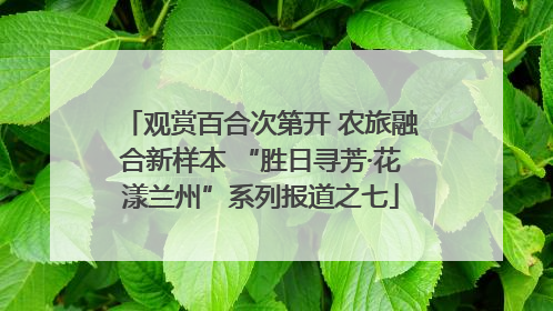 观赏百合次第开 农旅融合新样本 “胜日寻芳·花漾兰州”系列报道之七