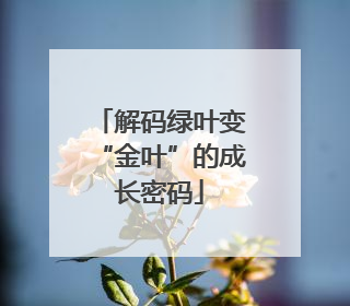 解码绿叶变“金叶”的成长密码
