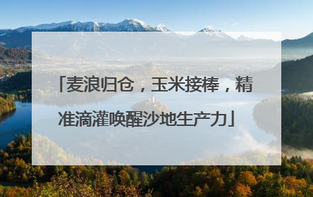 麦浪归仓，玉米接棒，精准滴灌唤醒沙地生产力