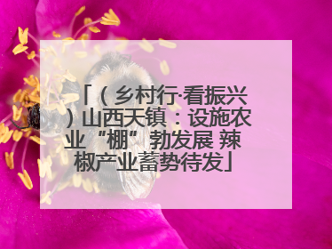 （乡村行·看振兴）山西天镇：设施农业“棚”勃发展 辣椒产业蓄势待发